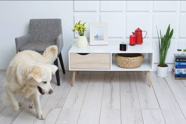 Petcube Play è anche una videocamera interattiva che permette di controllare e interagire, grazie ai giochi integrati, con i propri animali domestici anche a distanza direttamente sul proprio smartphone. Il Petcube Play ha le stesse caratteristiche di una fotocamera avanzata: video HD 1080p, fotocamera grandangolare a 138°-gradi, zoom digitale 3x. Trasmissione audio bidirezionale tramite microfono incorporato e altoparlante. Visione notturna. Compatibile con sistemi iOS e Android. www.petcube.com Petcube Play è anche una videocamera interattiva che permette di controllare e interagire, grazie ai giochi integrati, con i propri animali domestici anche a distanza direttamente sul proprio smartphone. Il Petcube Play ha le stesse caratteristiche di una fotocamera avanzata: video HD 1080p, fotocamera grandangolare a 138°-gradi, zoom digitale 3x. Trasmissione audio bidirezionale tramite microfono incorporato e altoparlante. Visione notturna. Compatibile con sistemi iOS e Android. www.petcube.com