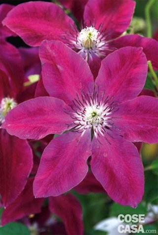 clematis-huwi