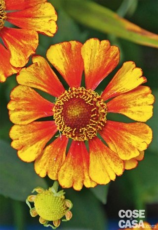 helenium