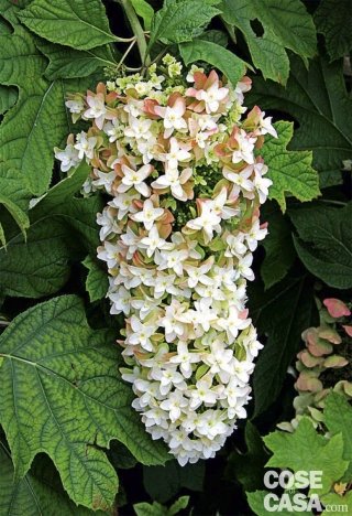 hydrangea