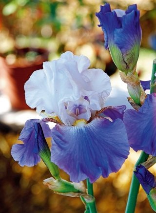 iris