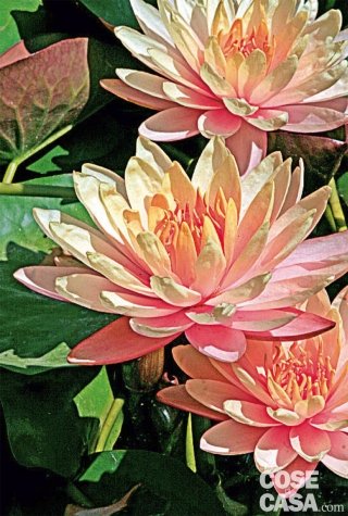 Ninfea ibrida dalla colorazione rosa.