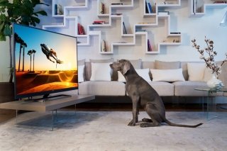 Philips-TV-7502-dog Philips-TV-7502-dog