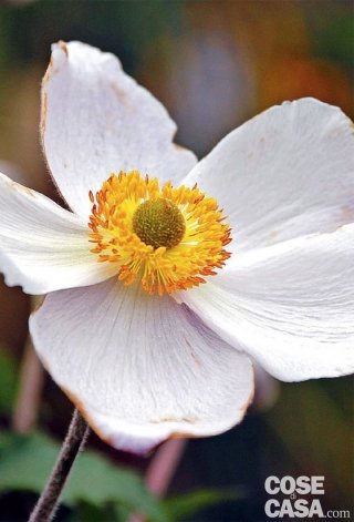 Anemone giapponese varietà ‘Elfin Swan’. Anemone giapponese varietà ‘Elfin Swan’.