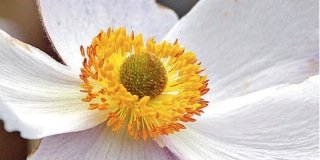 Anemone x hybrida ‘Elfin Swan’ – anemone giapponese