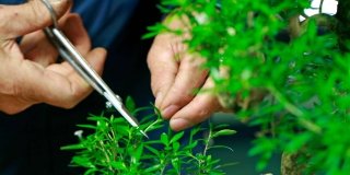 Curare i bonsai mini-piante preziose
