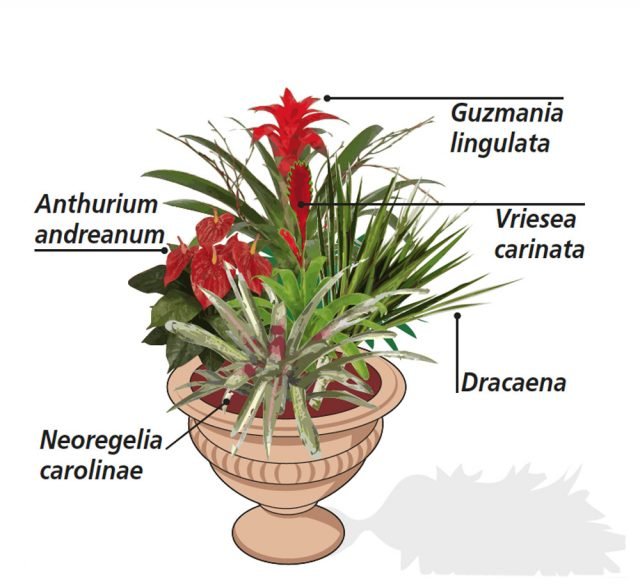 1. Un abbinamento molto gradevole sui toni del rosso, può essere fatto accostando una pianta di Anthurium andreanum (famiglia delle Araceae) con Guzmania lingulata, Vriesea carinata e Neoregelia carolinae (queste ultime tre appartengono tutte alla famiglia delle Bromeliaceae), tutte dotate di un bel fogliame verde, di contorno al rosso vivo del fiore. Possono essere collocate nella ciotola con una Dracaena marginata, dalle foglie con bordi rossi. 1. Un abbinamento molto gradevole sui toni del rosso, può essere fatto accostando una pianta di Anthurium andreanum (famiglia delle Araceae) con Guzmania lingulata, Vriesea carinata e Neoregelia carolinae (queste ultime tre appartengono tutte alla famiglia delle Bromeliaceae), tutte dotate di un bel fogliame verde, di contorno al rosso vivo del fiore. Possono essere collocate nella ciotola con una Dracaena marginata, dalle foglie con bordi rossi.