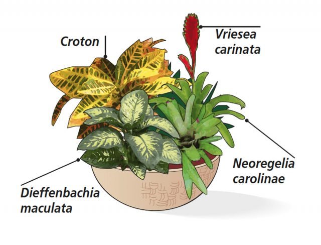 2. Per una composizione sui toni del verde e giallo, abbinare una Dieffenbachia maculata (fam. Araceae) con un croton (o Codiaeum variegatum, fam. Euphorbiaceae) e una Vriesea carinata dalla brattea gialla. Anche in questo caso è possibile aggiungere una Neoregelia dalla fioritura nei toni aranciati. 2. Per una composizione sui toni del verde e giallo, abbinare una Dieffenbachia maculata (fam. Araceae) con un croton (o Codiaeum variegatum, fam. Euphorbiaceae) e una Vriesea carinata dalla brattea gialla. Anche in questo caso è possibile aggiungere una Neoregelia dalla fioritura nei toni aranciati.