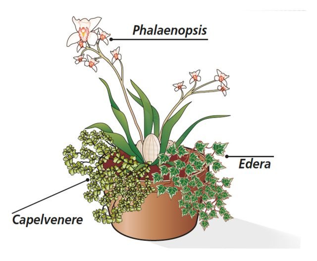 3. Più semplice ma elegante, un’orchidea Phalaenopsis a fiori bianchi accostata a una o più piantine di capelvenere che ornano la composizione con piccole foglioline: è l’ideale da tenere anche in un ambiente umido, quale il bagno. In alternativa al capelvenere, perfetta anche l’edera a foglie piccola da interni, oppure entrambe le piante. 3. Più semplice ma elegante, un’orchidea Phalaenopsis a fiori bianchi accostata a una o più piantine di capelvenere che ornano la composizione con piccole foglioline: è l’ideale da tenere anche in un ambiente umido, quale il bagno. In alternativa al capelvenere, perfetta anche l’edera a foglie piccola da interni, oppure entrambe le piante.
