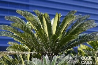 cycas-revoluta