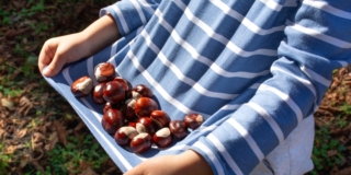 raccogliere e conservare castagne