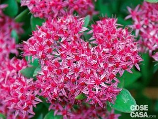 sedum
