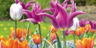 Piantare i tulipani per le fioriture primaverili