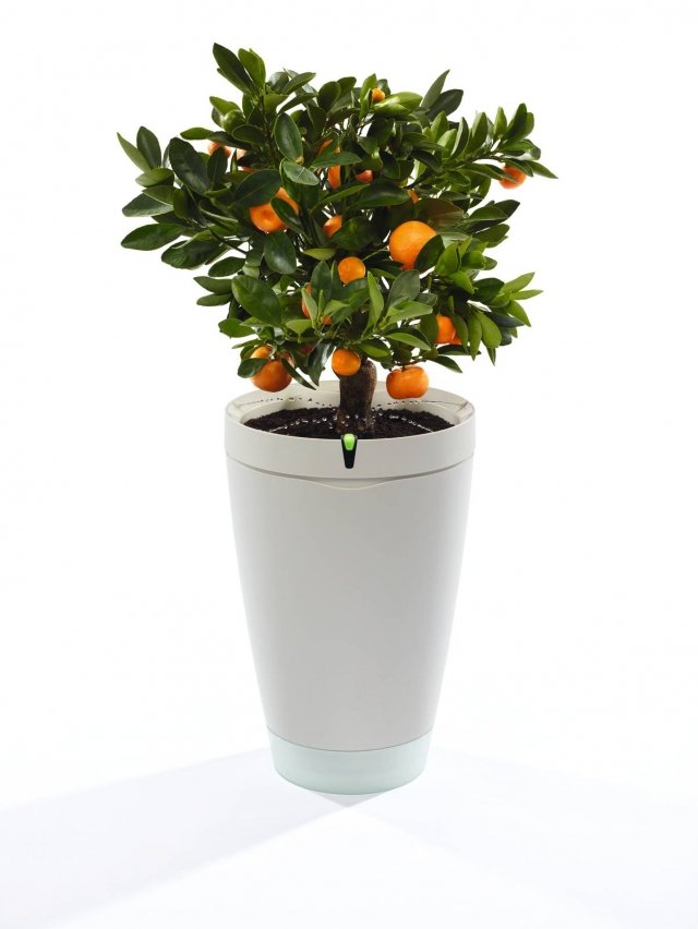 Un vaso wireless intelligente per uso interno o esterno che è in grado di prendersi cura delle piante in autonomia, adattandosi alle loro esigenze. Grazie a quattro sensori, Parrot Pot misura, in tempo reale e con precisione, i dati essenziali alla buona salute della pianta, compresi: umidità del terreno, fertilizzante, temperatura ambientale e intensità della luce. Collegato tramite Bluetooth Low Energy a smartphone o tablet iOS e Android, consente di visualizzare e agire sulla pianta attraverso l'applicazione dedicata Parrot Flower Power: l'utente è così in grado di gestire l’irrigazione della pianta, verificarne i parametri per una corretta crescita e visualizzare il livello della riserva d’acqua. Grazie all'applicazione dedicata, l'utente può consultare in tempo reale i dati raccolti per ciascuna pianta gestita cliccando sull'icona corrispondente a ogni parametro, che apparirà di colore verde (va tutto bene), arancione (da monitorare) o rosso (è necessaria un'azione immediata). Prezzo: 79,90 euro. www.parrot.com Un vaso wireless intelligente per uso interno o esterno che è in grado di prendersi cura delle piante in autonomia, adattandosi alle loro esigenze. Grazie a quattro sensori, Parrot Pot misura, in tempo reale e con precisione, i dati essenziali alla buona salute della pianta, compresi: umidità del terreno, fertilizzante, temperatura ambientale e intensità della luce. Collegato tramite Bluetooth Low Energy a smartphone o tablet iOS e Android, consente di visualizzare e agire sulla pianta attraverso l'applicazione dedicata Parrot Flower Power: l'utente è così in grado di gestire l’irrigazione della pianta, verificarne i parametri per una corretta crescita e visualizzare il livello della riserva d’acqua. Grazie all'applicazione dedicata, l'utente può consultare in tempo reale i dati raccolti per ciascuna pianta gestita cliccando sull'icona corrispondente a ogni parametro, che apparirà di colore verde (va tutto bene), arancione (da monitorare) o rosso (è necessaria un'azione immediata). Prezzo: 79,90 euro. www.parrot.com