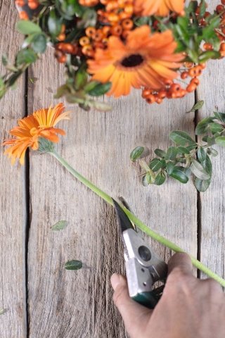3. Con una lama affilata tagliate in obliquo il gambo delle gerbere per aumentare la superficie di assorbimento dell’acqua. Poi inferrettate la parte di gambo rimasta. Togliete le foglie basali ai rametti di piracanta (per evitare che marciscano).