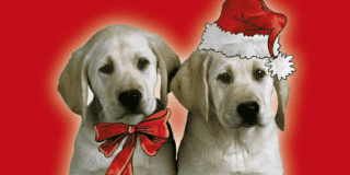 “Non siamo giocattoli, non regalarci a Natale”: campagna contro l’abbandono di cani e gatti