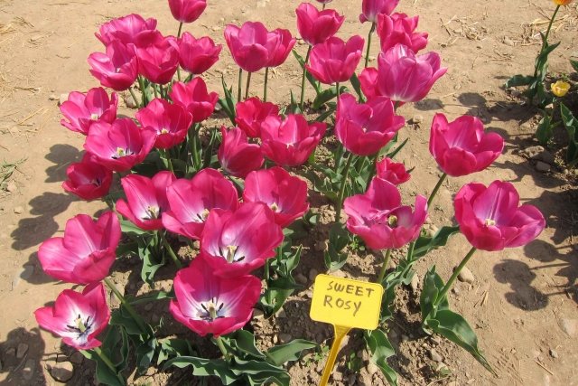 Sweet Rosy, rosa con molto grande fiore che non cadono quando sfiorito per molto tempo Sweet Rosy, rosa con molto grande fiore che non cadono quando sfiorito per molto tempo