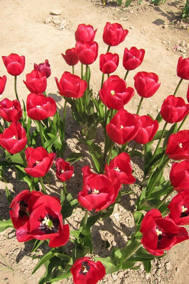 Unique de France, rosso con foglie splendida verde, Tutti i tulipani hanno uno strato di cera grigio-blu sulle foglie, ma questo tulipano no.JPG Unique de France, rosso con foglie splendida verde, Tutti i tulipani hanno uno strato di cera grigio-blu sulle foglie, ma questo tulipano no.JPG