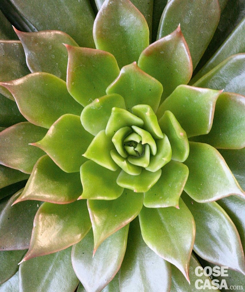 aeonium