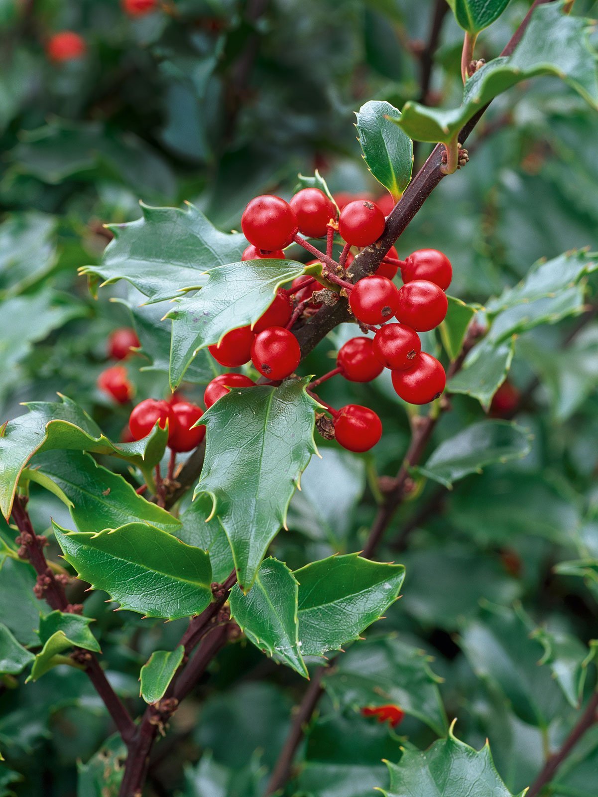 L'agrifoglio viene spesso confuso, per il suo aspetto similare, alla pianta di pungitopo, ma i due arbusti non condividono neanche la famiglia di appartenenza.