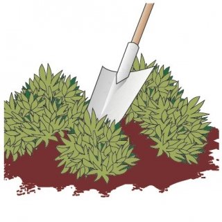 2. Con la lama della vanga tagliare in più porzioni la pianta. 2. Con la lama della vanga tagliare in più porzioni la pianta.