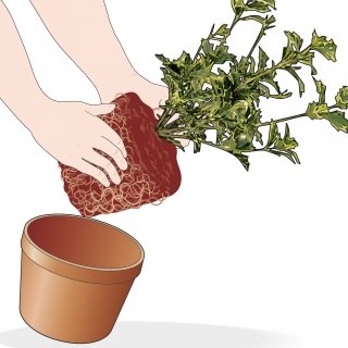 1. Estraete la pianta dal contenitore in cui si trova. 1. Estraete la pianta dal contenitore in cui si trova.