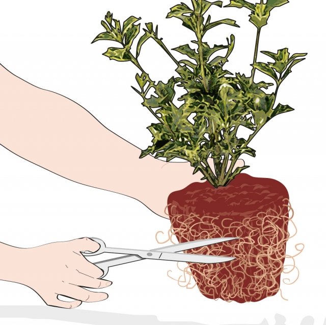tagliare radici lunghe e compatte di osmanto tagliare radici lunghe e compatte di osmanto