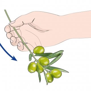 1. Con la mano semichiusa, si sfrusciano i rami carichi di drupe. 1. Con la mano semichiusa, si sfrusciano i rami carichi di drupe.