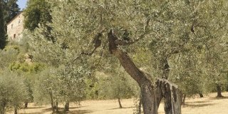 La raccolta delle olive è sempre manuale