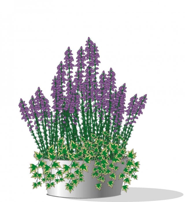 2. In alternativa possiamo accostare qualche vasetto di edera dalle foglie chiare, che ricade dal bordo, all’erica recisa o in piccoli contenitori. Si crea un bellissimo contrasto di colore. 2. In alternativa possiamo accostare qualche vasetto di edera dalle foglie chiare, che ricade dal bordo, all’erica recisa o in piccoli contenitori. Si crea un bellissimo contrasto di colore.