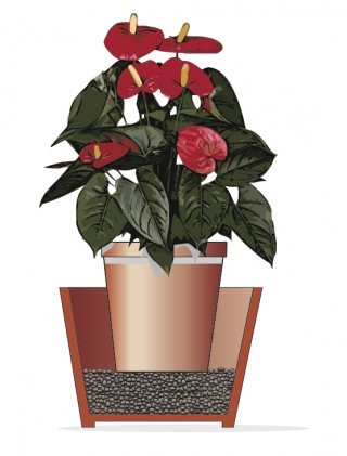 anthurium pianta che arreda anthurium pianta che arreda