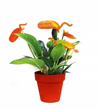 Anthurium ‘Amaretti’ con screziatura che mescola l’arancio, il giallo, il verde e il rosso Anthurium ‘Amaretti’ con screziatura che mescola l’arancio, il giallo, il verde e il rosso