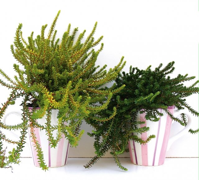 7 euro
Empetrum nigrum è una pianta che non sempre è facile trovare nei garden italiani (per questo anche più interessante), che spesso viene proposta come erica o calluna per la somiglianza della struttura. A un’osservazione più attenta la struttura generale, con le foglie disposte a manicotto continuo sui rami sottili, e le foglie, più consistenti e spesse, si differenziano nei due generi. Conosciuto anche come “mortella”, Empetrum nigrum in vaso di rado produce i caratteristici frutti di colore nero, pronti a giugno, simili al mirtillo, velenosi.
Coltivata attivamente nei paesi del Centro Europa è da lì che spesso arriva sui nostri mercati. Qui è proposta in due tazze che potranno essere riutilizzate: il regalo ideale per una coppia, amici giovani e ironici.
La pianta desidera un terreno acido, bagnature regolari per mantenere il terriccio più che umido, ed esposizione in piena luce. I diversi individui presentano spesso tonalità di colore diverso e forme più o meno regolari per l’allungarsi in modo differente dei diversi rami. 7 euro
Empetrum nigrum è una pianta che non sempre è facile trovare nei garden italiani (per questo anche più interessante), che spesso viene proposta come erica o calluna per la somiglianza della struttura. A un’osservazione più attenta la struttura generale, con le foglie disposte a manicotto continuo sui rami sottili, e le foglie, più consistenti e spesse, si differenziano nei due generi. Conosciuto anche come “mortella”, Empetrum nigrum in vaso di rado produce i caratteristici frutti di colore nero, pronti a giugno, simili al mirtillo, velenosi.
Coltivata attivamente nei paesi del Centro Europa è da lì che spesso arriva sui nostri mercati. Qui è proposta in due tazze che potranno essere riutilizzate: il regalo ideale per una coppia, amici giovani e ironici.
La pianta desidera un terreno acido, bagnature regolari per mantenere il terriccio più che umido, ed esposizione in piena luce. I diversi individui presentano spesso tonalità di colore diverso e forme più o meno regolari per l’allungarsi in modo differente dei diversi rami.