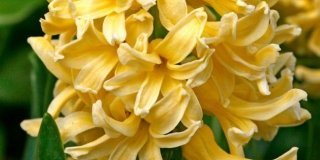 Hyacintus orientalis – giacinto