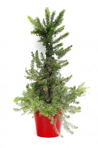 Grevillea tamboritha ‘Red Salento’ albero di natale Grevillea tamboritha ‘Red Salento’ albero di natale