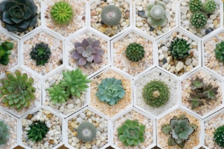 Piante grasse e cactus: 15 idee per le tue aiuole