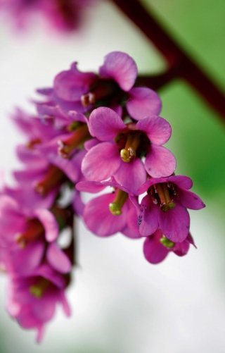 bergenia