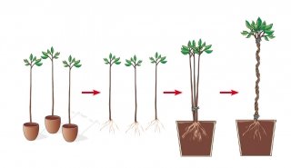 fusti-intrecciati-rinvaso fusti-intrecciati-rinvaso