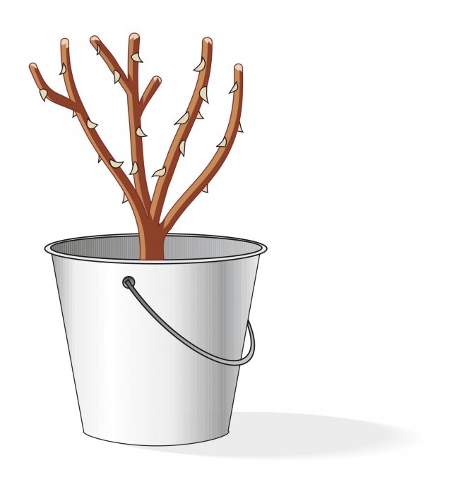 Un paio d’ore prima del rinvaso, la pianta va liberata dall’imballo che avvolge le radici e tenuta entro un secchio contenente acqua e terriccio mescolati fino ad ottenere una consistenza densa. In questo modo le radici riprendono ad assorbire elementi nutritivi e si rinvigoriscono prima del trapianto in vaso. È utile anche una leggera spuntatina delle radici più lunghe e deboli, da eseguire con le forbici da potare (ben pulite ed affilate), prima dell’operazione. Un paio d’ore prima del rinvaso, la pianta va liberata dall’imballo che avvolge le radici e tenuta entro un secchio contenente acqua e terriccio mescolati fino ad ottenere una consistenza densa. In questo modo le radici riprendono ad assorbire elementi nutritivi e si rinvigoriscono prima del trapianto in vaso. È utile anche una leggera spuntatina delle radici più lunghe e deboli, da eseguire con le forbici da potare (ben pulite ed affilate), prima dell’operazione.