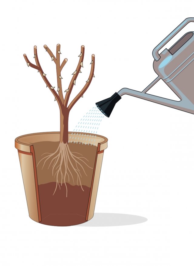 La rosa è ora pronta a essere sistemata nel suo nuovo alloggio: tenendola dritta con le mani (l’utilizzo di guanti aiuterà a non pungersi!) al centro del vaso con le radici appoggiate sulla montagnola di terra, si procede riempiendo il vaso con ulteriore terriccio, fino ad arrivare in cima. Attenzione a non interrare anche il fusto della rosa; il “colletto” (cioè la zona di confine tra apparato radicale e fusto) della pianta deve essere appena al di sopra della superficie. La terra va quindi premuta e compattata con le mani. Infine si annaffia abbondantemente. La rosa è ora pronta a essere sistemata nel suo nuovo alloggio: tenendola dritta con le mani (l’utilizzo di guanti aiuterà a non pungersi!) al centro del vaso con le radici appoggiate sulla montagnola di terra, si procede riempiendo il vaso con ulteriore terriccio, fino ad arrivare in cima. Attenzione a non interrare anche il fusto della rosa; il “colletto” (cioè la zona di confine tra apparato radicale e fusto) della pianta deve essere appena al di sopra della superficie. La terra va quindi premuta e compattata con le mani. Infine si annaffia abbondantemente.