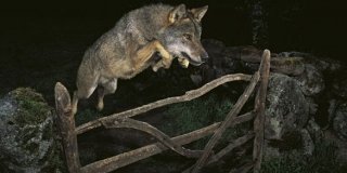 Wildlife Photographer of the Year. 53esima edizione Wildlife Photographer of the Year. 53esima edizione