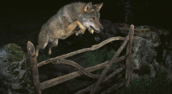 Wildlife Photographer of the Year. 53esima edizione Wildlife Photographer of the Year. 53esima edizione
