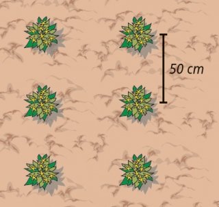 3. Tra di loro le piante andranno distanziate di almeno 50 cm. 3. Tra di loro le piante andranno distanziate di almeno 50 cm.