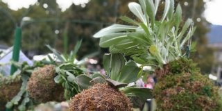 Kokedama, un workshop per imparare a realizzarli Kokedama, un workshop per imparare a realizzarli