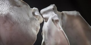 Di carne e di marmo il desiderio. Ilaria Gasparroni Di carne e di marmo il desiderio. Ilaria Gasparroni