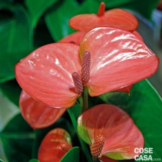 L'anthurium non è tra le piante più facili da curare, ma ben seguita regala fioriture magnifiche. L'anthurium non è tra le piante più facili da curare, ma ben seguita regala fioriture magnifiche.