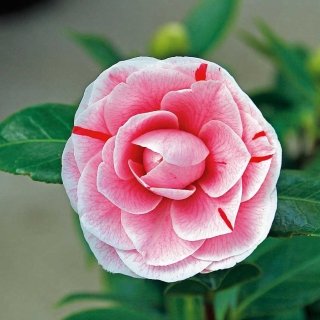 La camelia è una pianta sempreverde dalla scenografica fioritura variopinta.