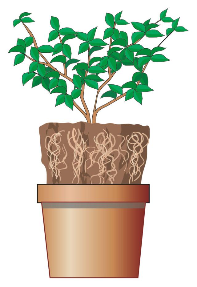 sfilare pane radicale pianta dal vaso sfilare pane radicale pianta dal vaso