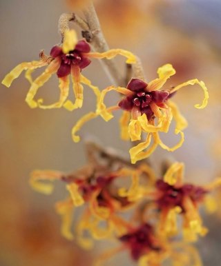 hamamelis