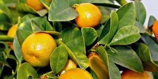 Fortunella margarita – Kumquat
